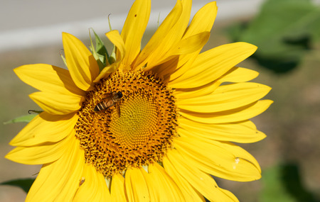 Bee collect pollen on its body from yellow sunflowerの写真素材