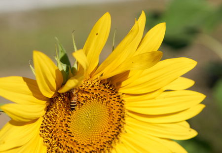 Bee collect pollen on its body from yellow sunflowerの写真素材
