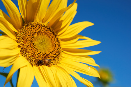 Bee collect pollen on its body from yellow sunflowerの写真素材