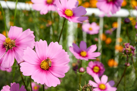 Bee grab and collect pollen from pink Sulfur Cosmos flowerの写真素材