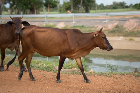 Shallow of Focus to Cowsの写真素材