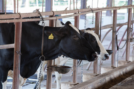Cows in a farm. Dairy cowsの写真素材