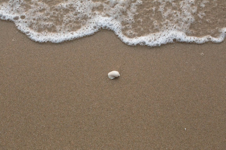 Shells on the sand at the beach.