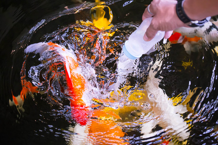Koi fish in the pondの写真素材