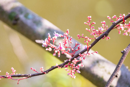 Carambola Flowerの写真素材