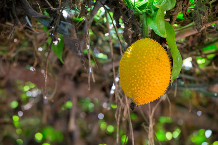 Baby Jackfruit Spiny Bitter Gourd