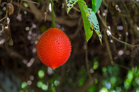 Baby Jackfruit Spiny Bitter Gourdの写真素材