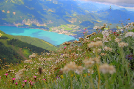 flowers and a lakeの写真素材
