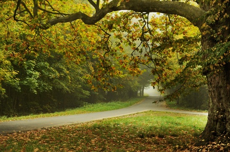Autumn type landscape