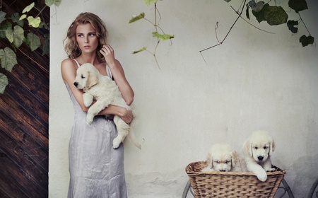 Young beauty and puppies in basketの写真素材