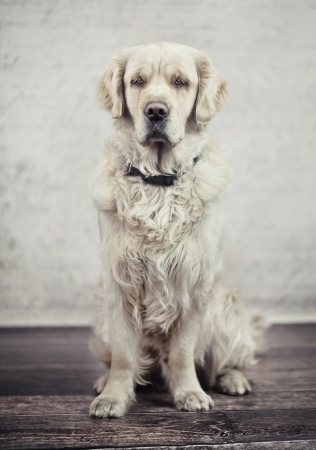 Obedient and calm dog waiting for its masterの写真素材