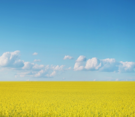 Photo of canola crops on blue sky