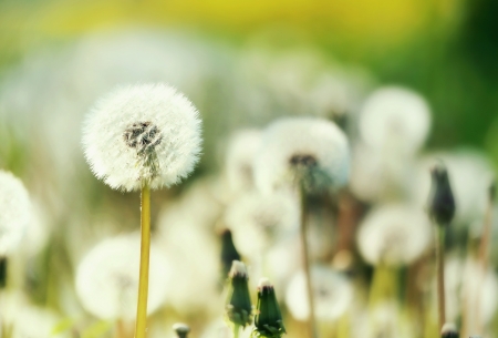 Field of blow-balls in the sunny summerの写真素材