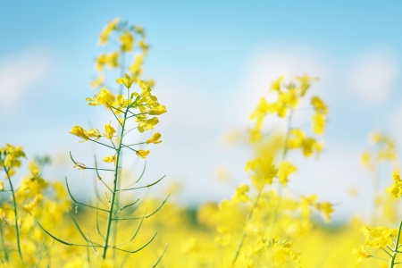 Photo of canola flower and yellow fieldの写真素材
