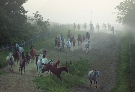 Bevy of strong horses running at the rular areaの写真素材