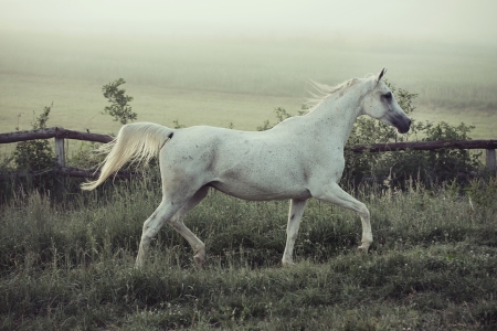 Spotted white horse in running poseの写真素材