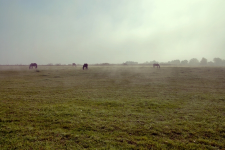 Spring picture of the couple of horses on the meadowの写真素材