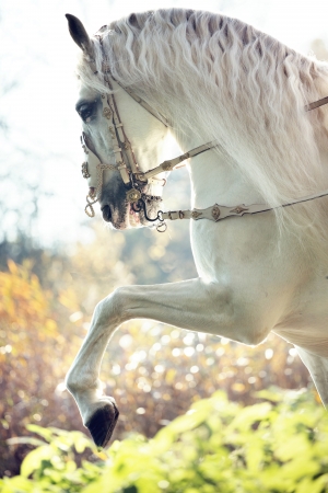 Majestic royal white horse in moveの写真素材