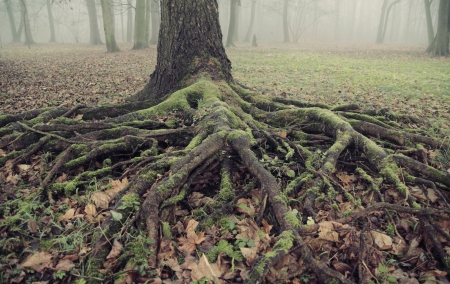 presenting the old and long roots