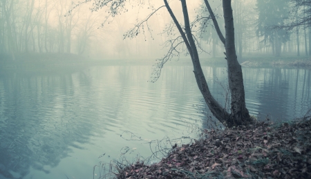 Dusky lake in heart of the old forestの写真素材
