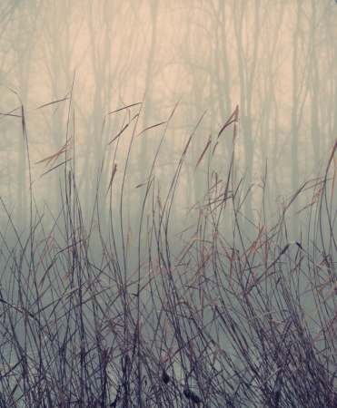 Water plants in autumn foggy morningの写真素材