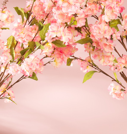 Pink fragrant flowers decorating the flatの写真素材