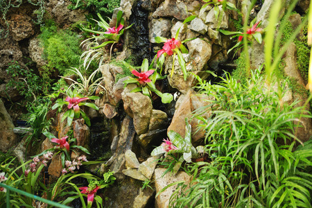Beautiful plant growing in tropical rain forestの写真素材