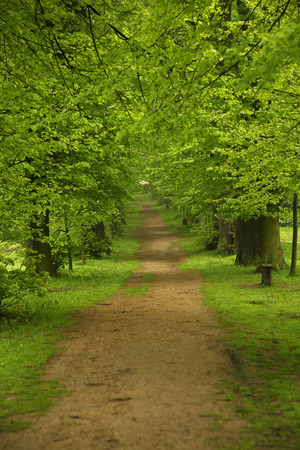 Photo of the wild greeneryの写真素材