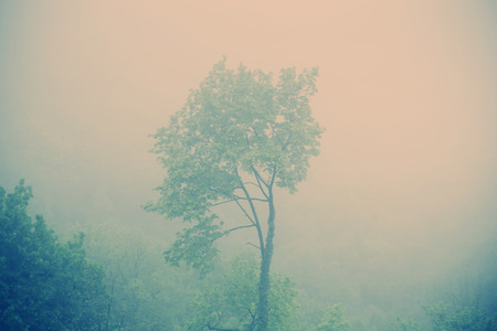 Alone tree in the middle of the wild forestの写真素材