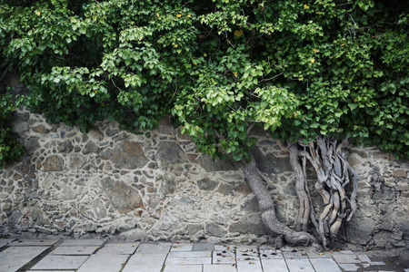 Fine photo of the greeneryの写真素材