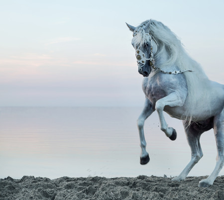 Majestic white horse galloping on the beachの写真素材
