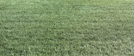 The dry green grass and the dry grass summer fields strawの写真素材