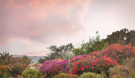 Beautiful summer garden - fragrant asian plantsの写真素材