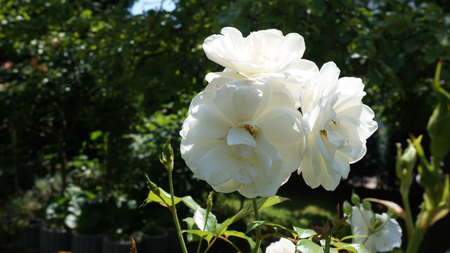 Flower rose whiteの写真素材