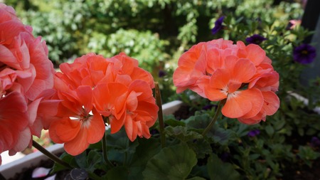 flower orange Geranium orangeの写真素材