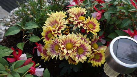flower yellow red gerbera garden summerの写真素材