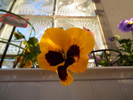 flower orange brown pansy summer gardenの写真素材