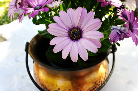 flower pink purple gerbera summer gardenの写真素材
