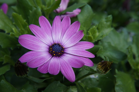 flower purple white gerbera summer garden daisyの写真素材