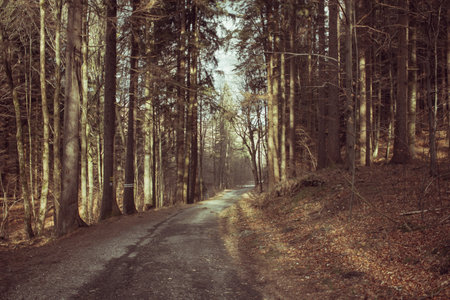 Path with no people in the mountain woods with sunlight breaking through the treesの写真素材