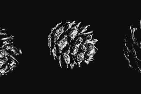 Pine cones hanging on a branch. Macro studio photography.の写真素材