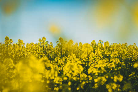 abstract photo of blooming rapeseed flowersの写真素材