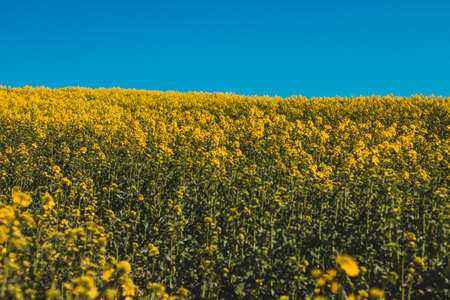 field of blooming rapeseed flowers with blue sky in backgroundの写真素材