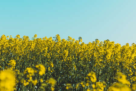 field of blooming rapeseed flowers with blue sky in backgroundの写真素材