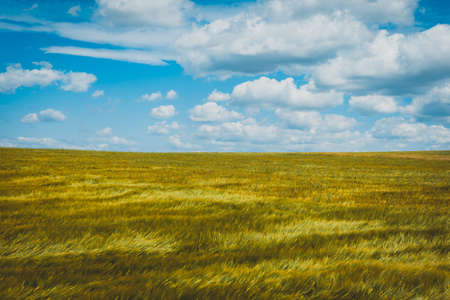 field of wheat in the summer with white clouds on the blue sky in the backgroundの写真素材