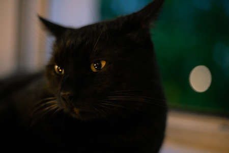 closeup of the black cat lying on the windowsill