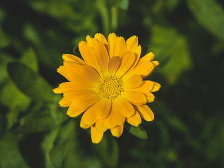 Pot Marigold, Calendula officinalis, yellow flower closeup, single flower in nature