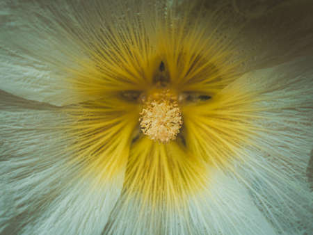 white hollyhocks in closeup, Alcea rosea, flower macro photography