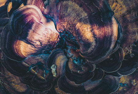 colorful mushroom in close upの写真素材