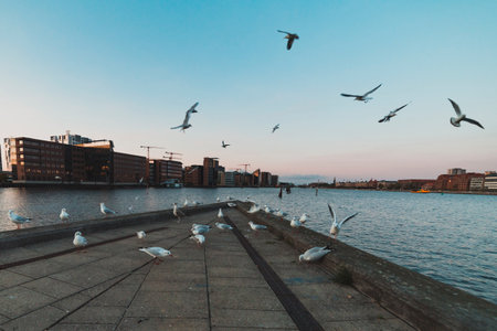 flock of seagulls at the pier of city water canal